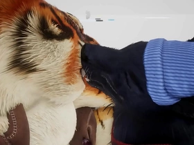 Big-time operator gives tiger an early christmas present - wildlife asian gay porn nuzzle